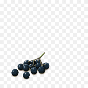 All Things Elderberry