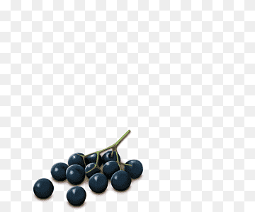 All Things Elderberry Promo Code, Review & Discount Code 2025 4 All Things Elderberry