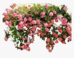 ROSE GARDEN