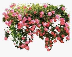 ROSE GARDEN ROSE GARDEN