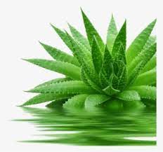 Whole Leaf Aloe Whole Leaf Aloe