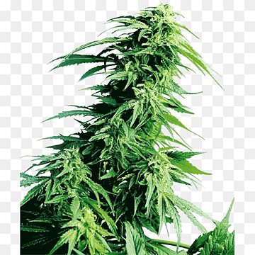 Ben Hemp Ben Hemp
