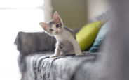 Cat Necessities Store