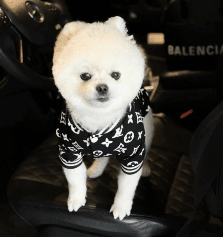 Furbaby Couture Furbaby Couture