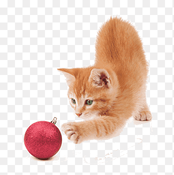 kittys playplace kittys playplace